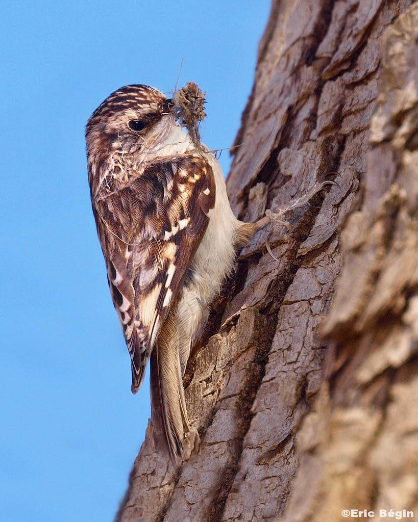 Brown Creeper / Grimpereau brun by Eric Bégin is licensed under CC BY-NC-ND 2.0.